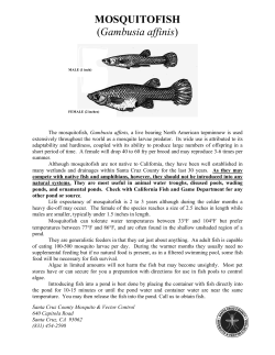 mosquitofish - Santa Cruz County Agricultural Commissioner
