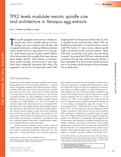 TPX2 levels modulate meiotic spindle size and architecture in