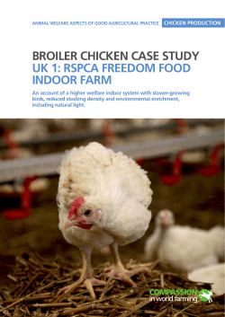 broiler chicken case study uk 1