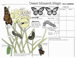 Desert Monarch Magic (on A. subulata)
