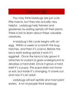 Ladybugs and Why I Love St. Augustine by Brady B.