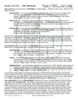 Shade Tree Info &ndash; The Maples - Four Seasons Landscaping Nursery