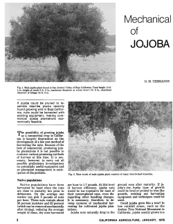 Mechanical Harvesting of JOJOBA