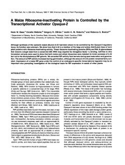 A Maize Ribosome-lnactivating Protein 1s Controlled
