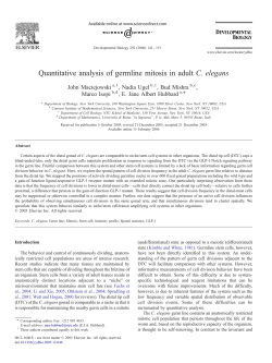 Quantitative analysis of germline mitosis in adult C. elegans