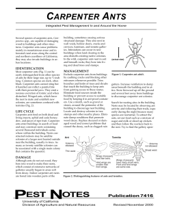 Carpenter Ants - WSU Extension