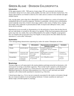 GREEN ALGAE &middot; CHLOROPHYTA