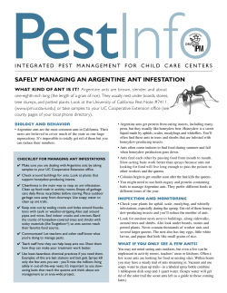 safely managing an argentine ant infestation