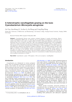A heterotrophic nanoflagellate grazing on the toxic Cyanobacterium