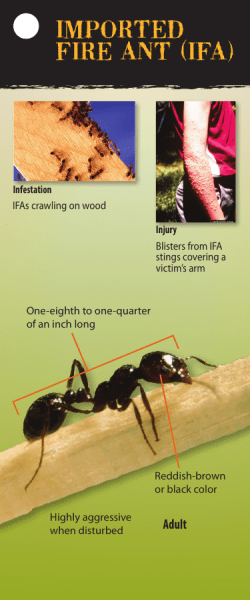 imported fire ant (ifa)