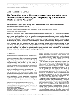 The Transition from a Phytopathogenic Smut