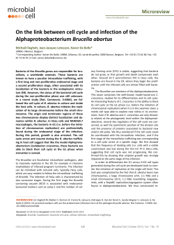 On the link between cell cycle and infection of the