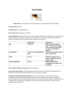 Cat flea - UNL Entomology - University of Nebraska&ndash;Lincoln