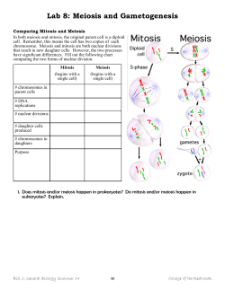 Lab 8: Meiosis and Gametogenesis