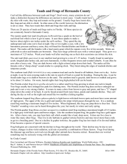 Toads and Frogs of Hernando County