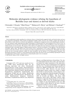 Molecular phylogenetic evidence refuting the hypothesis of Batoidea