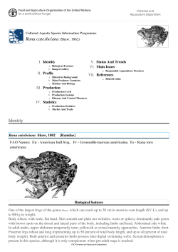 Rana catesbeiana (Shaw, 1862)