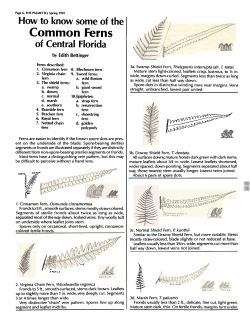 How to Know Some of The Common Ferns of Central Florida. 11