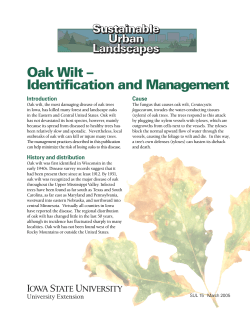Oak Wilt -- Identification and Management