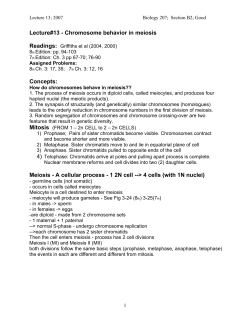 Lecture#13 - Chromosome behavior in meiosis Concepts: Meiosis