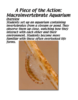 A Piece of the Action: Macroinvertebrate Aquarium