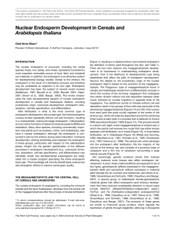 Nuclear Endosperm Development in Cereals and
