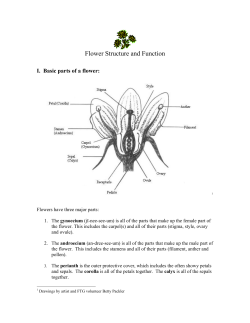 Flower Structure and Anatomy