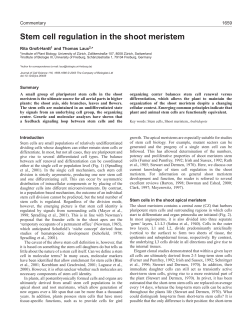 Stem cell regulation in the shoot meristem