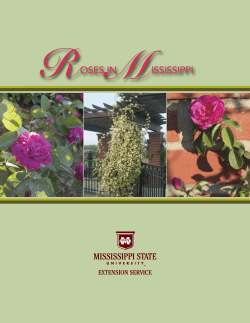 P2835 Roses in Mississippi - Mississippi State University Extension