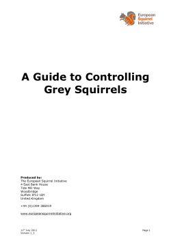 A Guide to Controlling Grey Squirrels