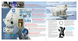 Polar Bears in Canada