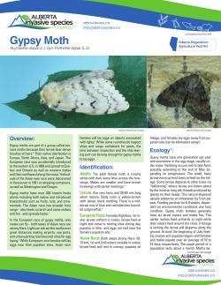 Gypsy Moth - Alberta Invasive Species Council