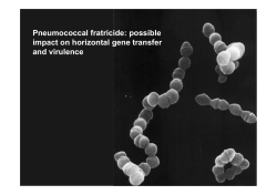 Pneumococcal fratricide: possible impact on horizontal gene transfer