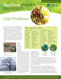 Oak Problems - University of Illinois Extension