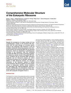 Comprehensive Molecular Structure of the Eukaryotic Ribosome