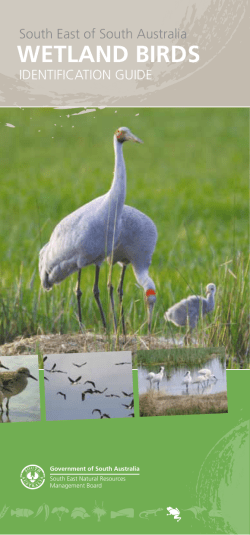 wetland birds - Natural Resources South Australia