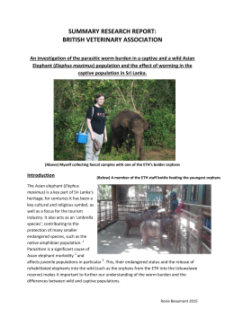 Rosie`s summary report - British Veterinary Association