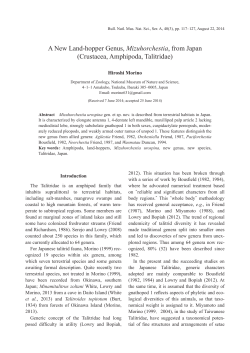 A New Land-hopper Genus, Mizuhorchestia, from Japan (Crustacea
