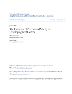 The Incidence of Precocious Puberty in Developing Beef Heifers