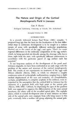 The Nature and Origin of the Cortical Morphogenetic Field in Limnaea