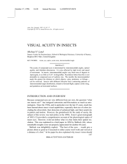 visual acuity in insects