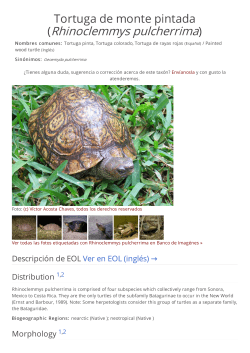 Tortuga de monte pintada (Rhinoclemmys pulcherrima)