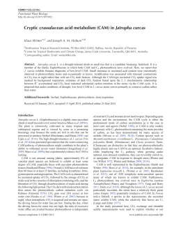 Cryptic crassulacean acid metabolism (CAM) in Jatropha curcas