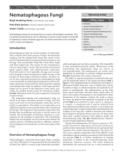 Nematophagous Fungi