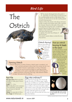 The Ostrich