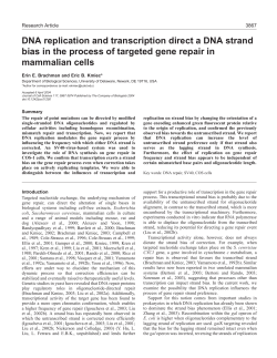 DNA replication and transcription direct a DNA strand bias in the