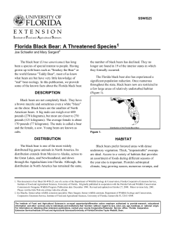 Florida Black Bear - Florida Wildlife Conservation Guide