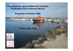 The carpet sea squirt Didemnum vexillum - GB non