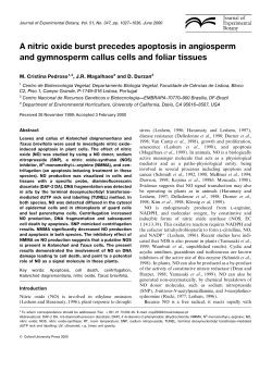 A nitric oxide burst precedes apoptosis in angiosperm and