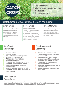 catch crops